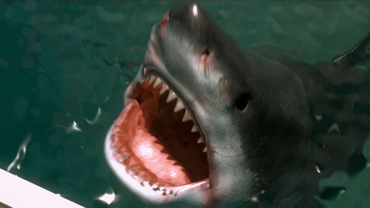 Shark Warning : Bild