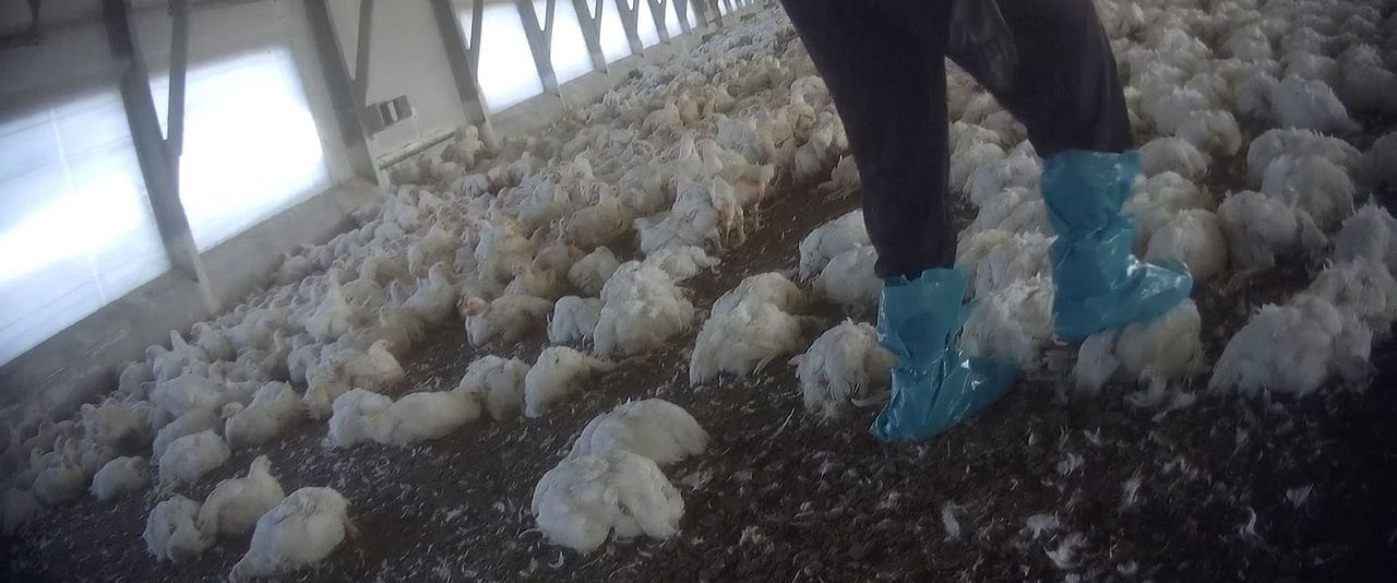 Food For Profit : Bild