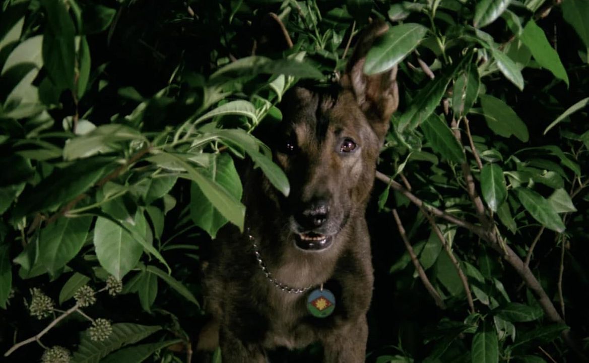 The Dog : Bild