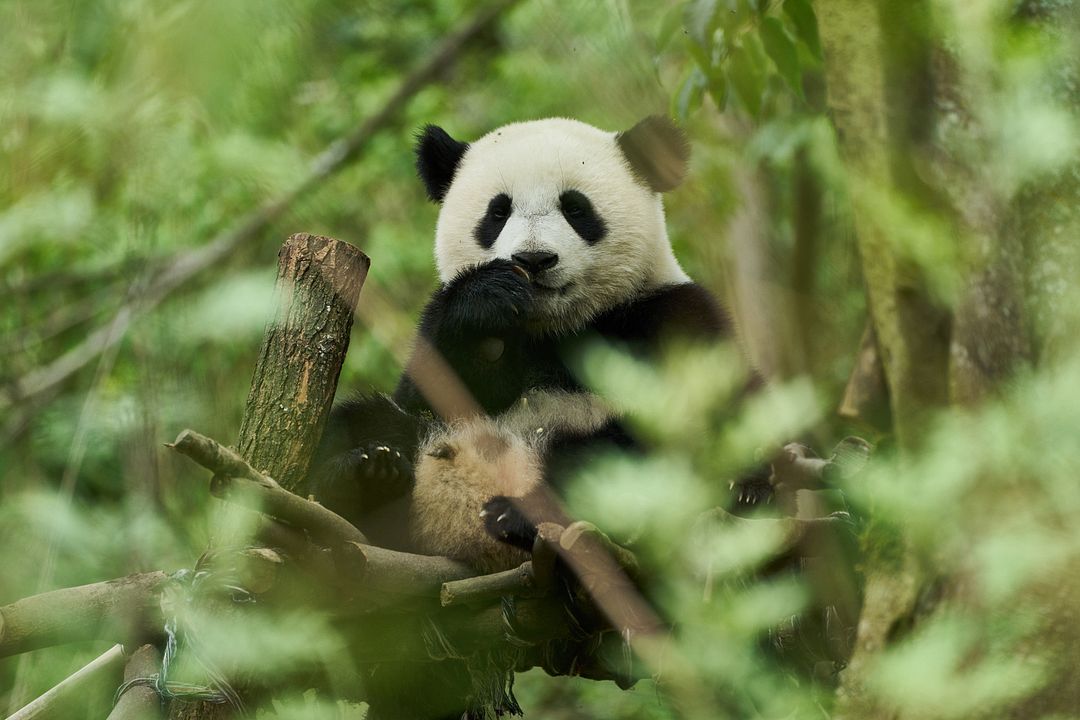 Moon, der Panda : Bild Moon the Panda