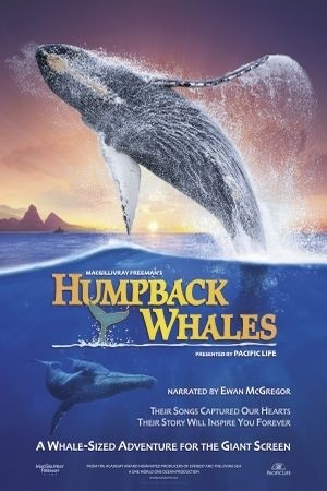 Humpback Whales - Buckelwale im Pazifik : Kinoposter