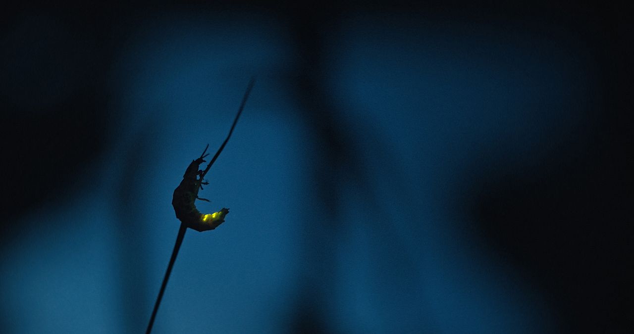 Insekten - Helden im Verborgenen : Bild