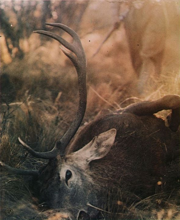 Mondo Bestiale - Der letzte Schrei des Dschungels : Bild