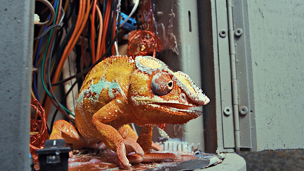 Akiko – Der fliegende Affe : Bild