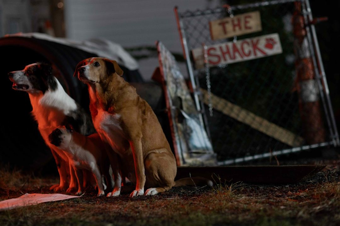 Die Hunde-Gang – Helden auf vier Pfoten : Bild