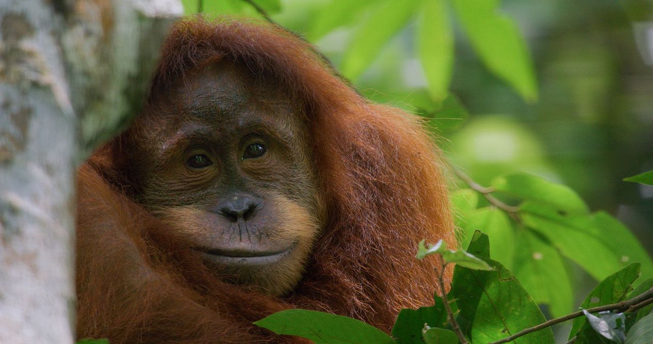 Disneynature: Orang-Utans : Bild