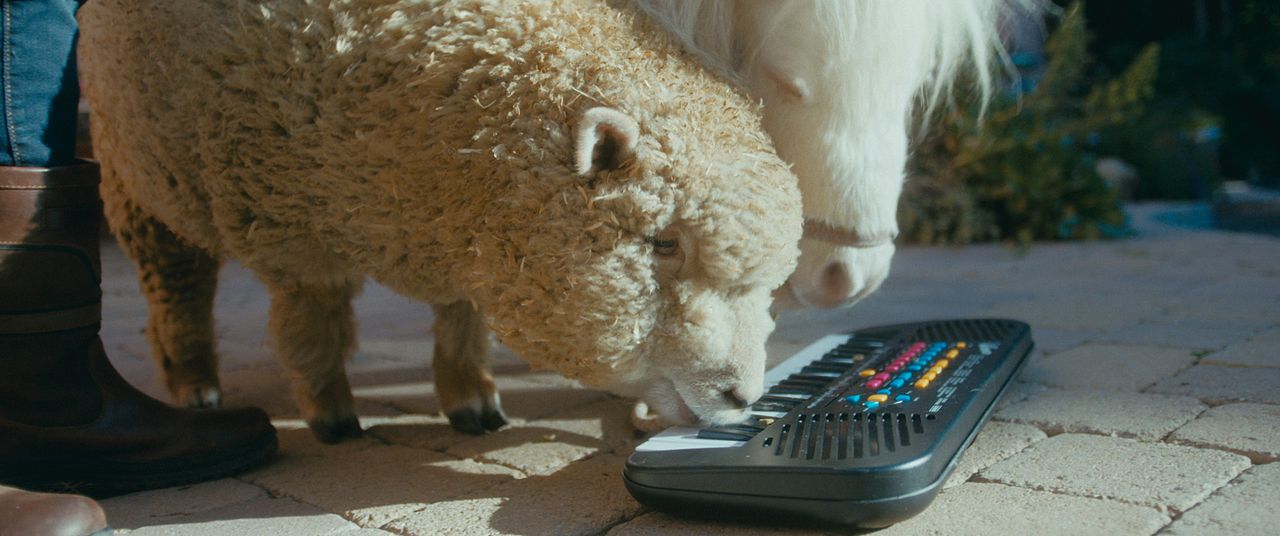 Hochstapler und Ponys : Bild