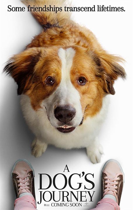 Bailey - Ein Hund kehrt zurück : Kinoposter