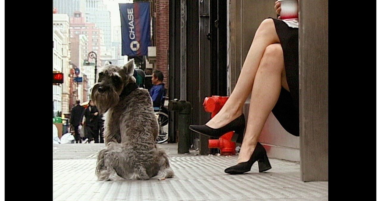 Walk Don't Walk : Bild