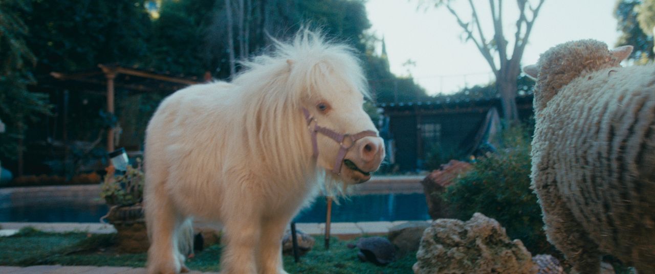 Hochstapler und Ponys : Bild