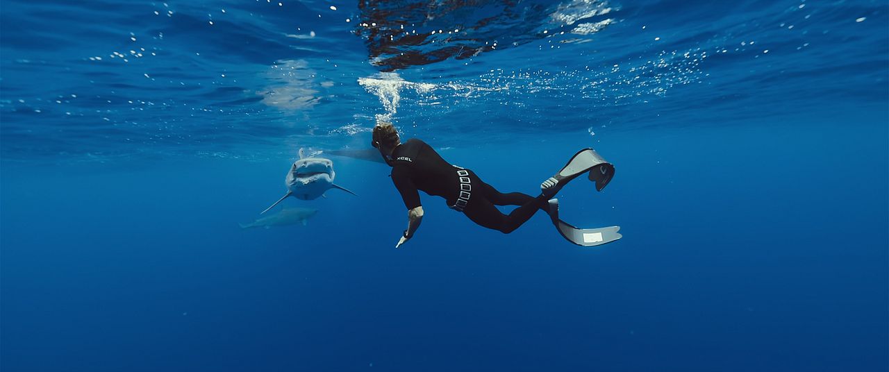 Die Haiflüsterin : Bild