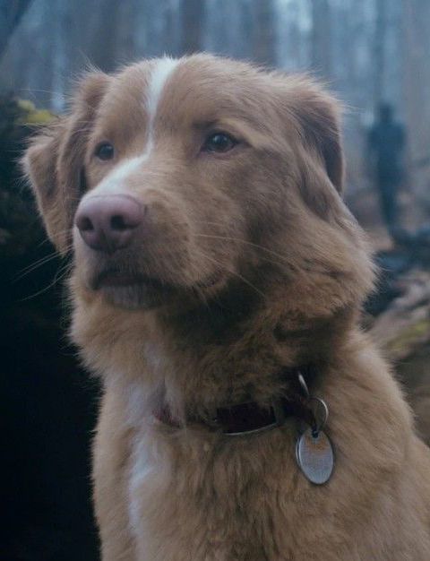 Kinoposter Indy (II) 