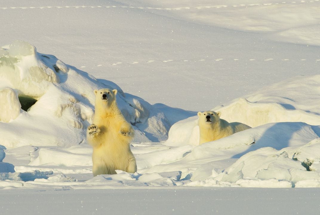 Frost ohne Schnee und Eis : Bild Snow , Ice 