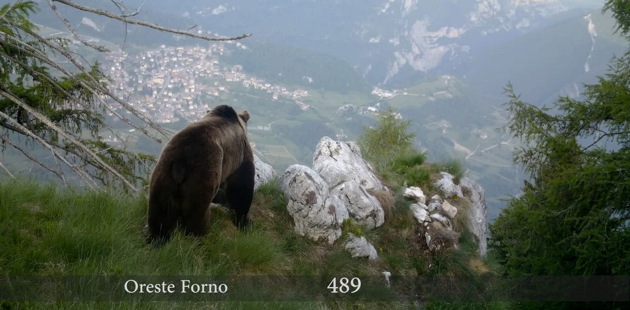 Gefährlich nah – Wenn Bären töten : Bild