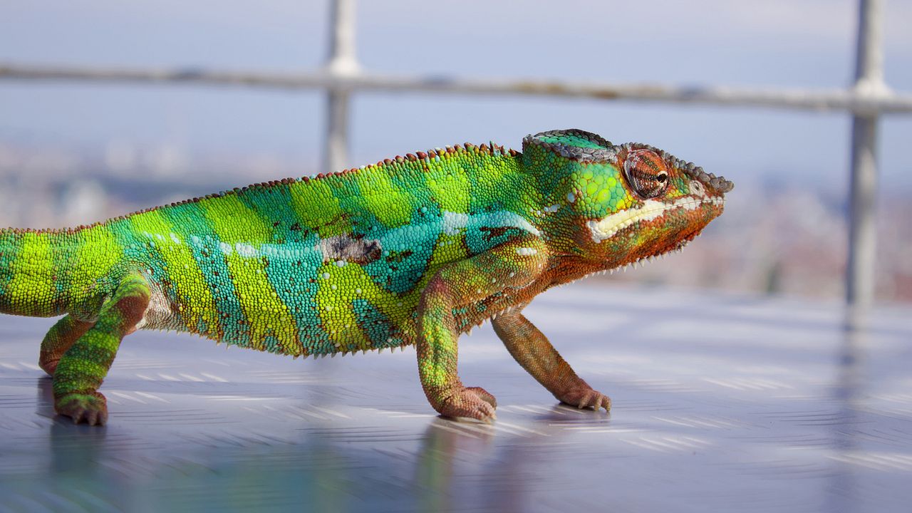 Akiko – Der fliegende Affe : Bild