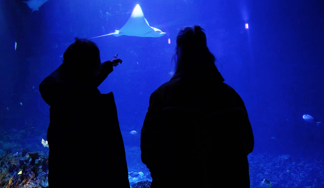 Anstatt Bäumen : Bild