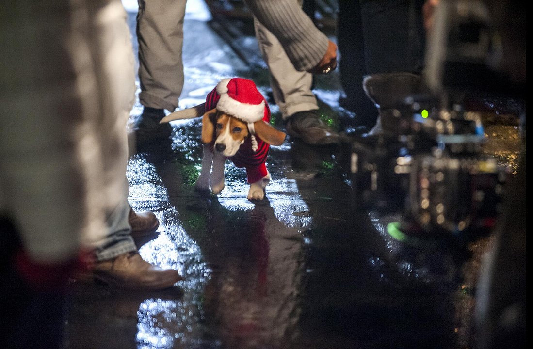 Folge deinem Polarlicht - Eine Weihnachtsgeschichte : Bild