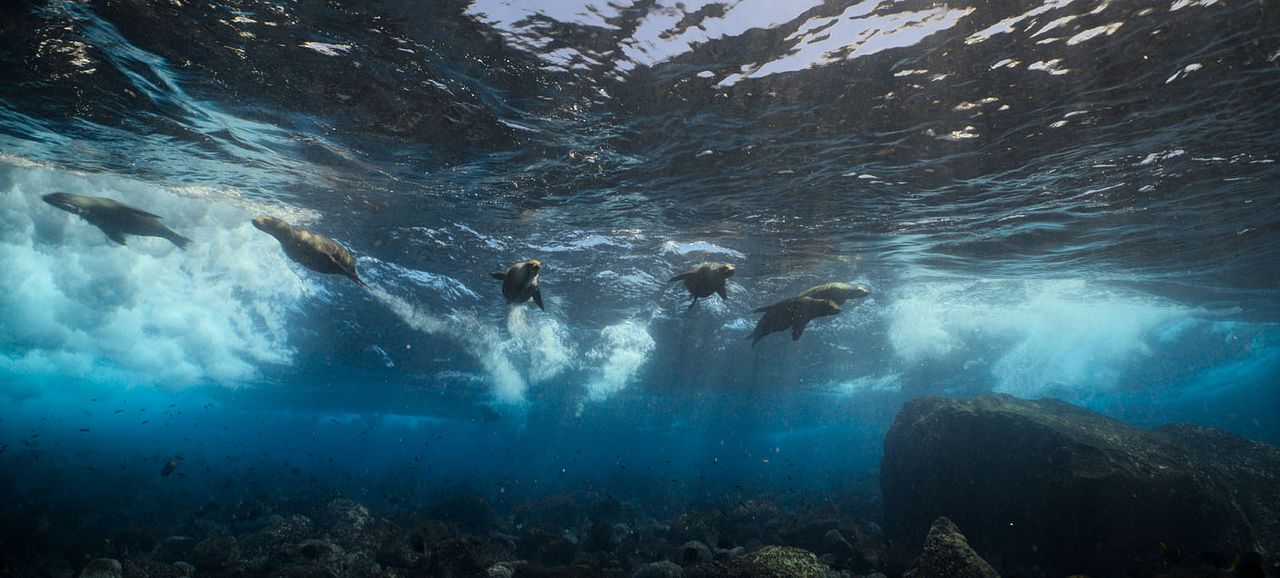Seelöwen auf Galápagos : Bild