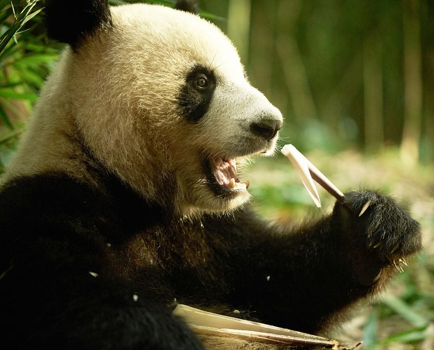 Kinoposter Moon the Panda