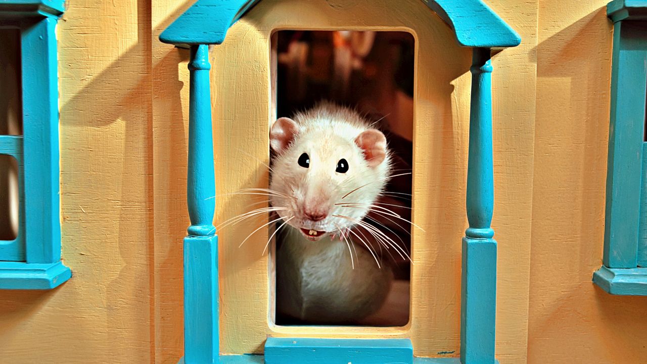 Akiko – Der fliegende Affe : Bild