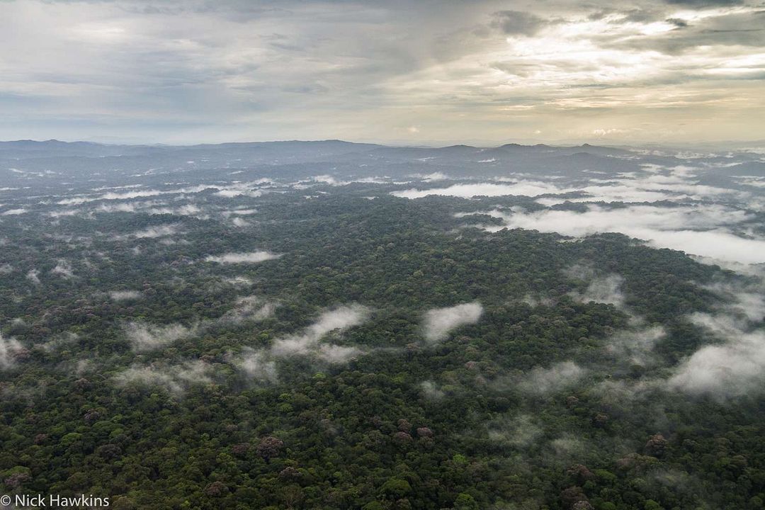 Patrol – Auf Patrouille durch den Regenwald : Bild