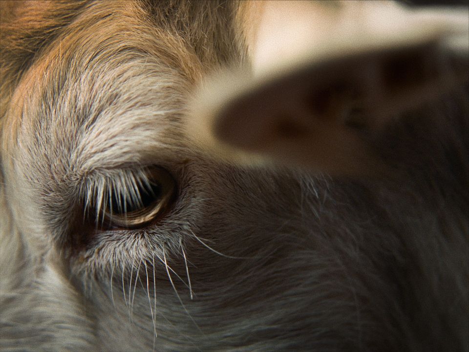 Stille Beobachter : Bild