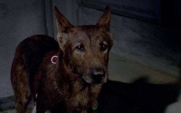 The Dog : Bild