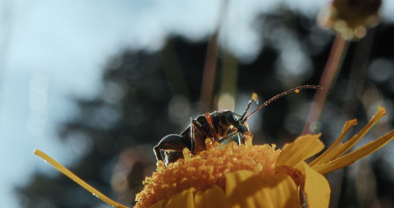 Insekten - Helden im Verborgenen : Bild