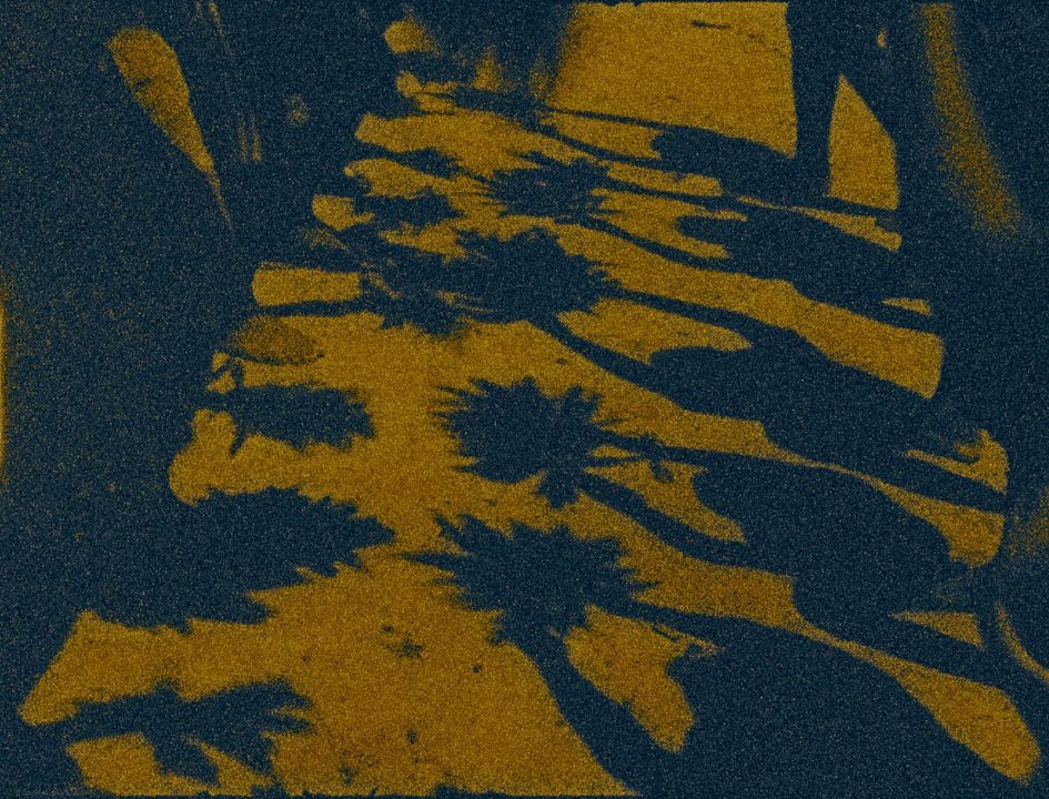 The Memory Of Butterflies : Bild