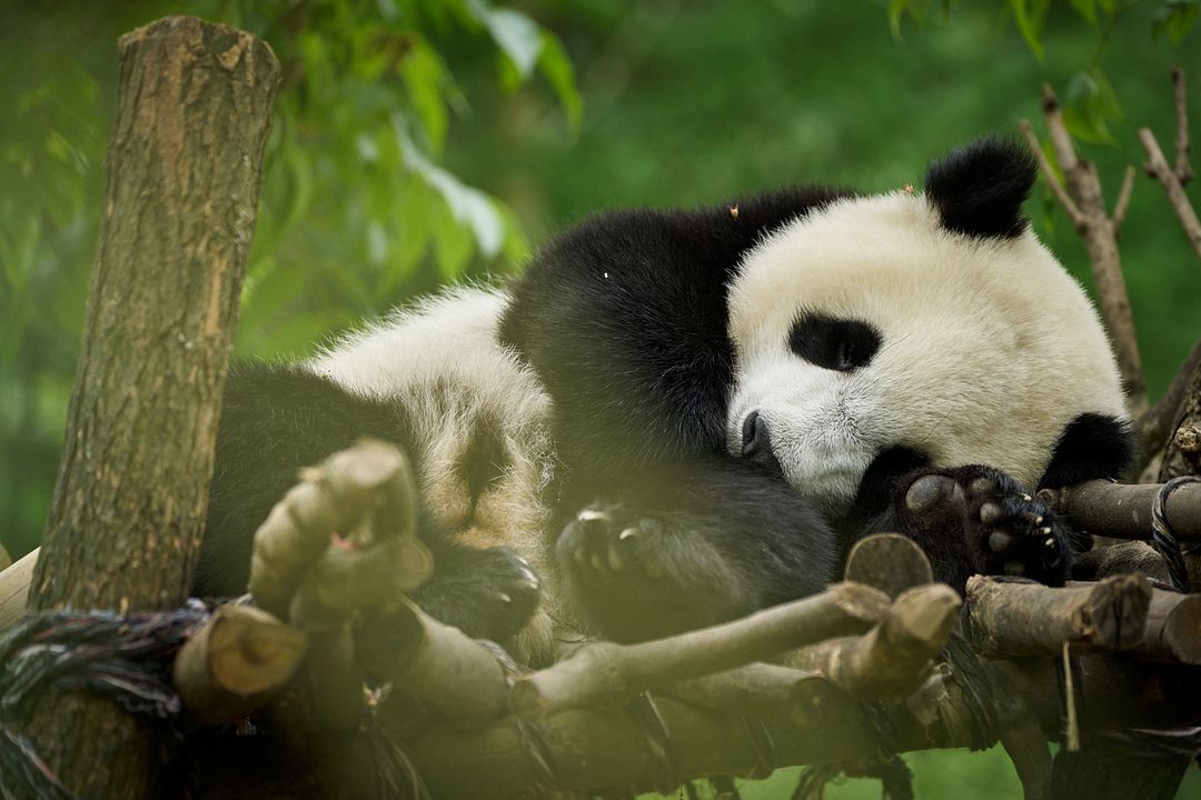 Moon, der Panda : Bild Moon the Panda