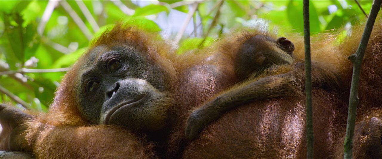 Das geheime Leben der Orang-Utans : Bild