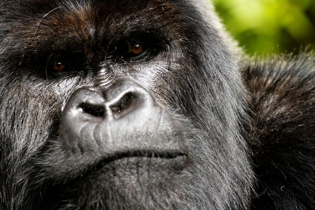 Eine Gorilla-Story erzählt von David Attenborough : Bild