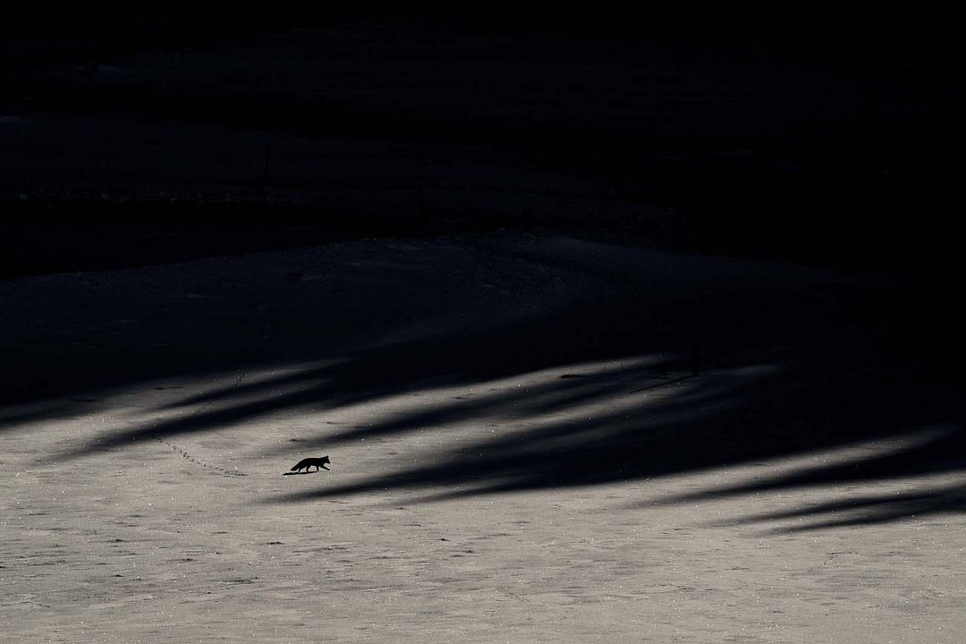 Das Flüstern der Wälder : Bild