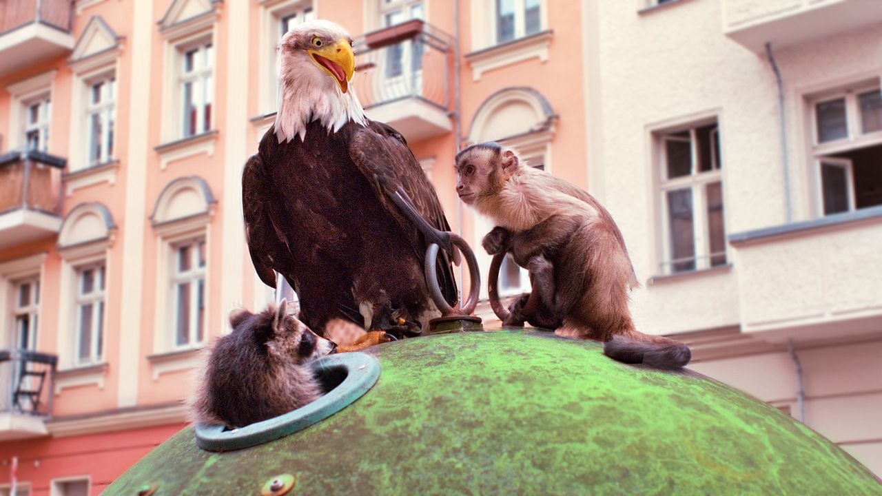 Akiko – Der fliegende Affe : Bild