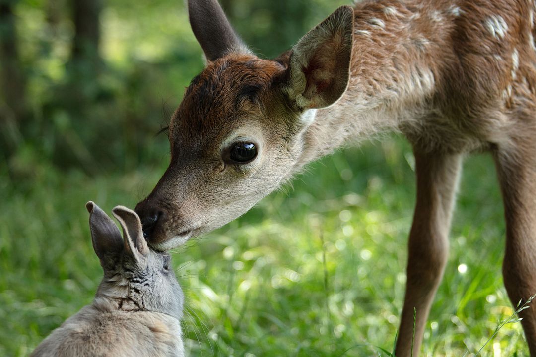 Bambi - Eine Lebensgeschichte aus dem Walde : Bild