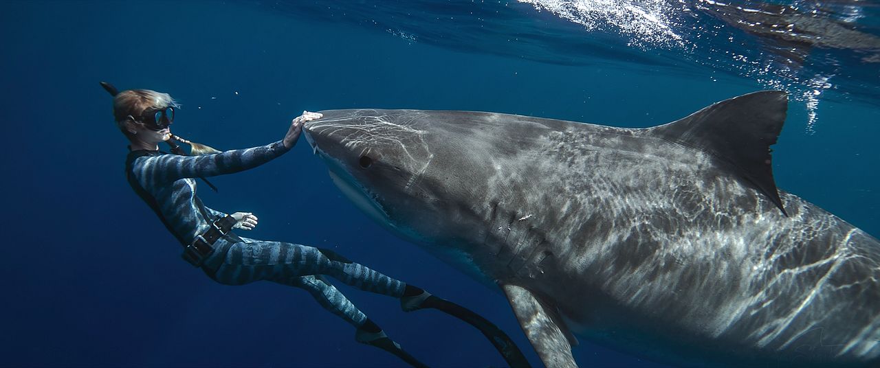 Die Haiflüsterin : Bild