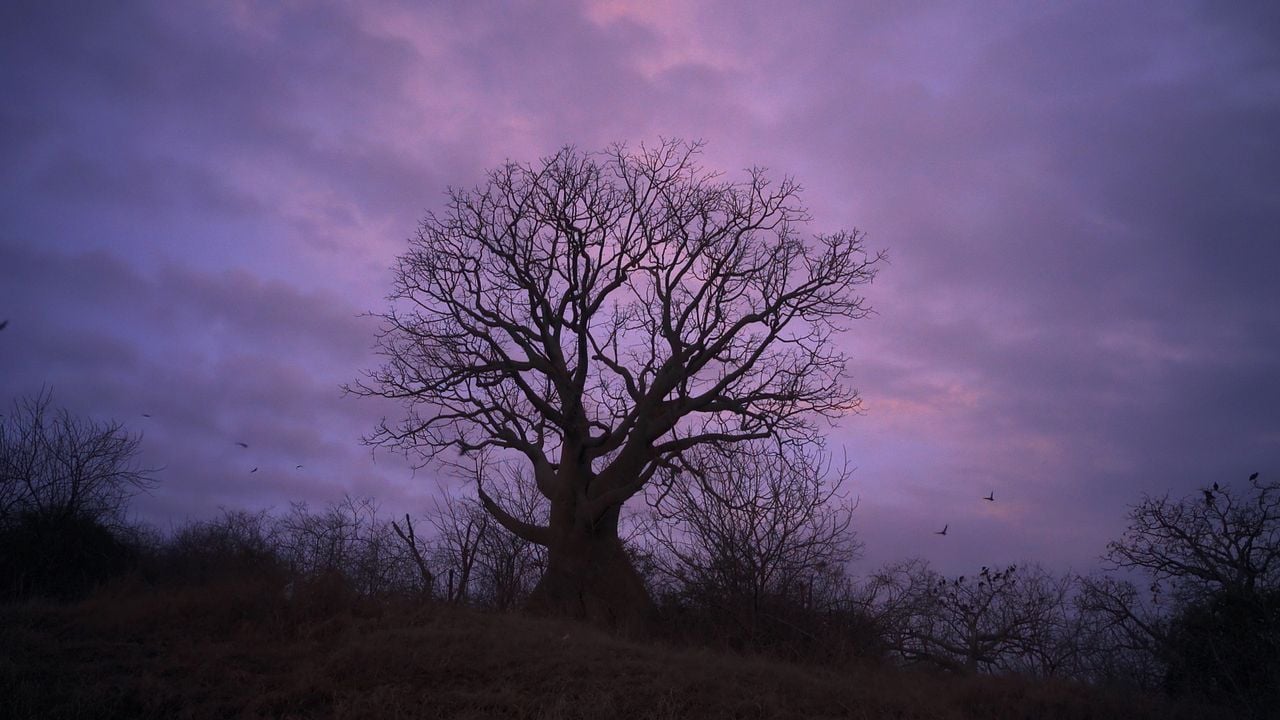Wir, die Wolfs : Bild
