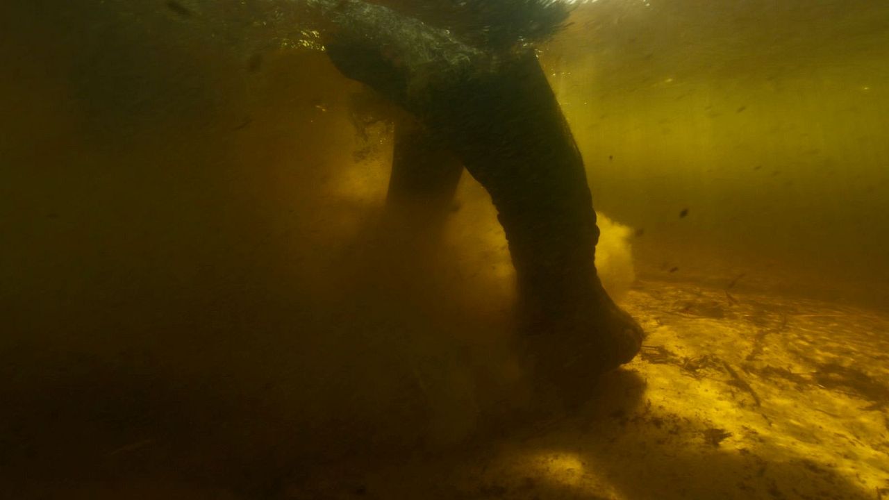 Ghost Elephants - Die Geister im Hochland Angolas : Bild