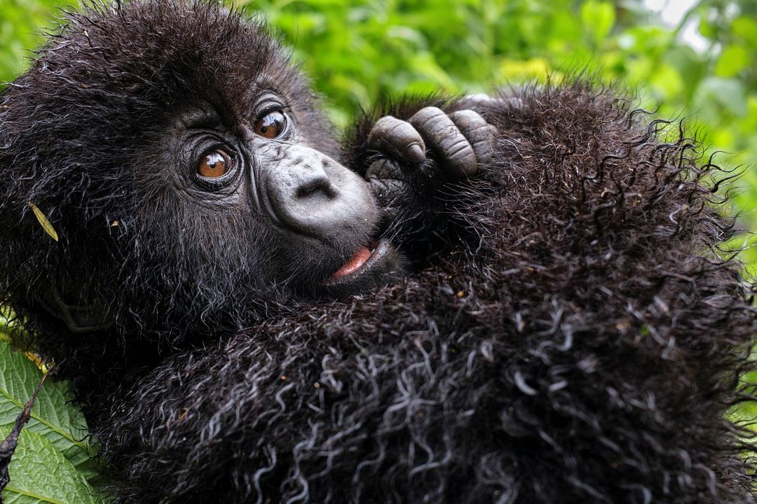 Eine Gorilla-Story erzählt von David Attenborough : Bild