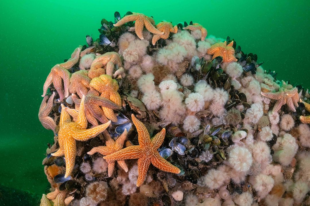 Die wilde Nordsee - Natur, die sich nicht zähmen lässt : Bild