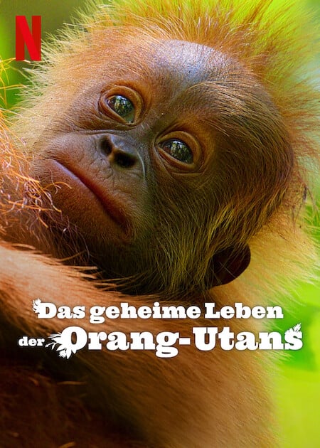 Das geheime Leben der Orang-Utans : Kinoposter