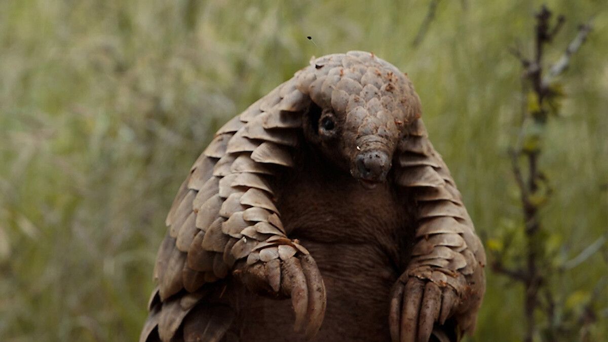 Pangolin: Kulus Weg : Bild
