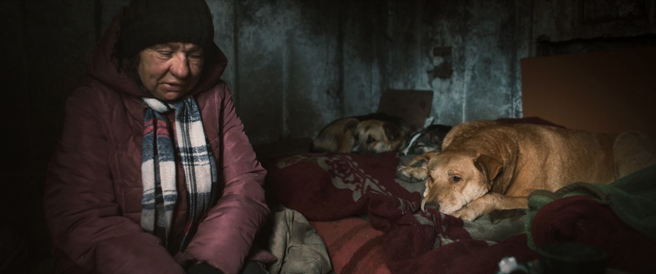 Dreaming Dogs : Bild