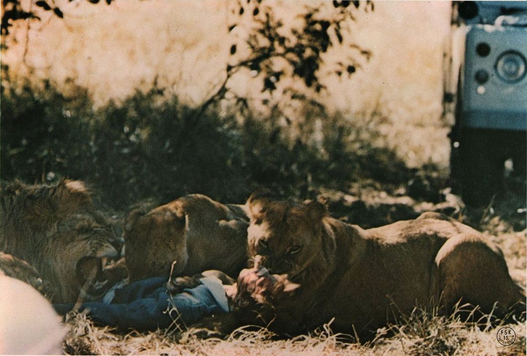 Mondo Bestiale - Der letzte Schrei des Dschungels : Bild