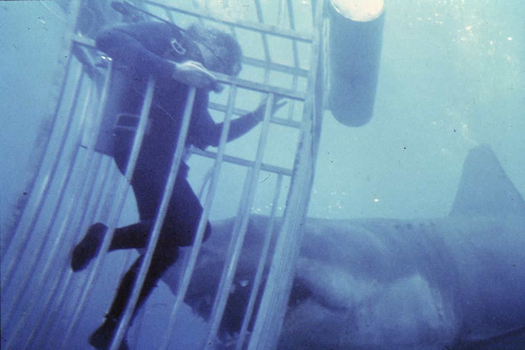 Der weiße Hai : Bild