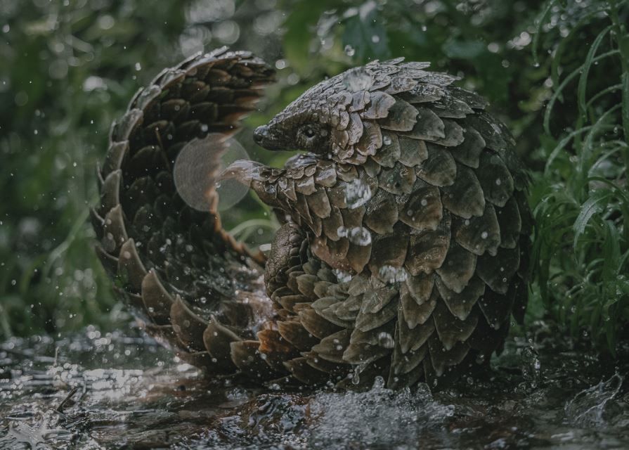 Pangolin: Kulus Weg : Bild