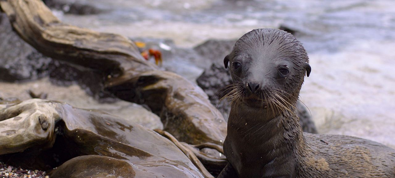 Seelöwen auf Galápagos : Bild