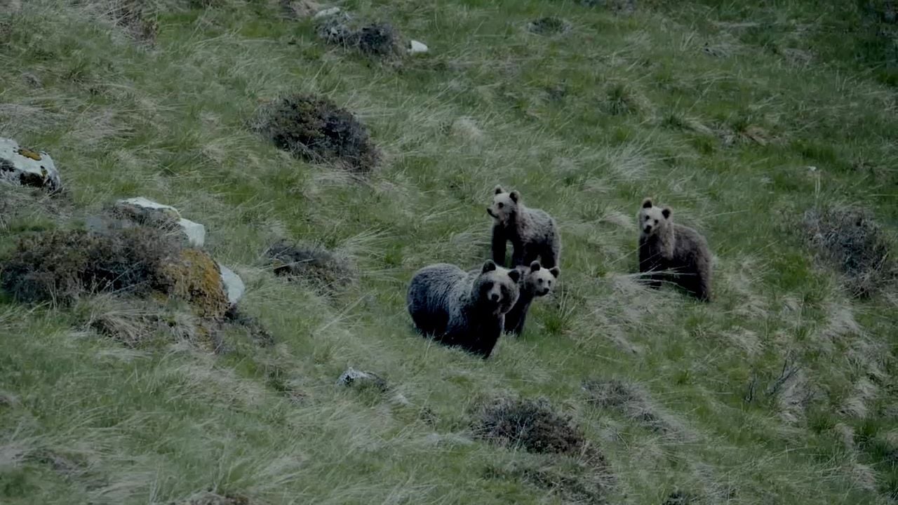 Gefährlich nah – Wenn Bären töten : Bild
