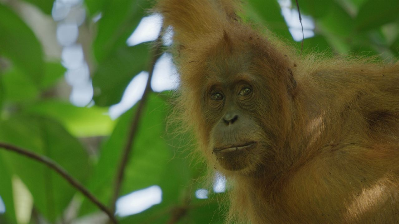 Das geheime Leben der Orang-Utans : Bild