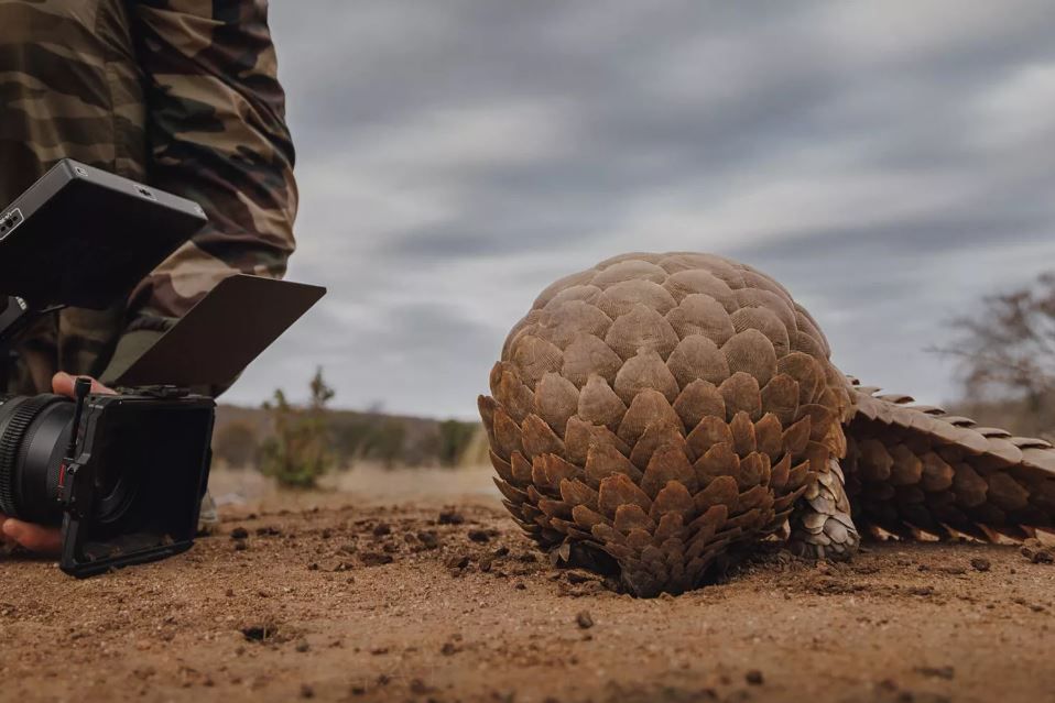 Pangolin: Kulus Weg : Bild